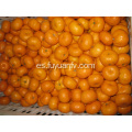 Calidad Estándar de Exportación de Mandarina de Bebé Fresco